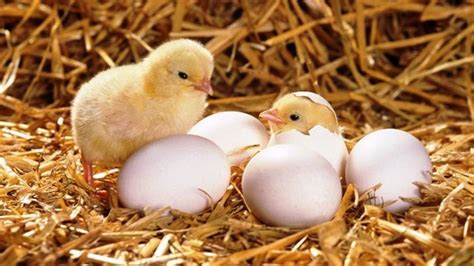 How To Select Eggs For Hatching