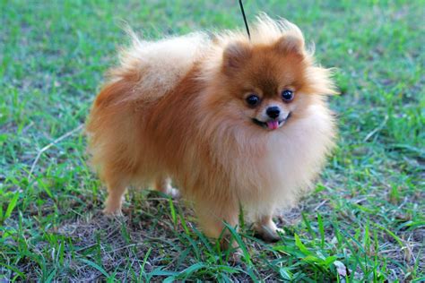 Pictures Of Pomeranians Red Pomeranian Male Age Of 2 Years Old