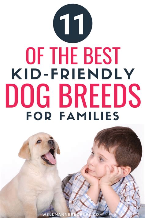 Top 11 Best Dog Breeds For Kids And Families Dog Training Pet Care