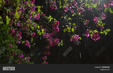 Flower Rain Beautiful Image And Photo Free Trial Bigstock
