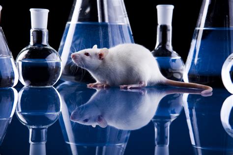 Lab Rat Prepare For Science Image Lab Rat Mod For