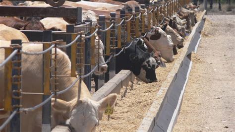 Cattle On Feed Numbers Drop Farm Online Australia