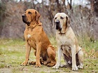 10 Guard Dog Breeds That Don't Shed (With Pictures) | Pet Keen