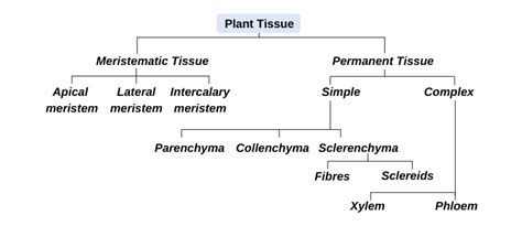 Plant Tissue Definition Types Of Plant Tissue And Functions Biology