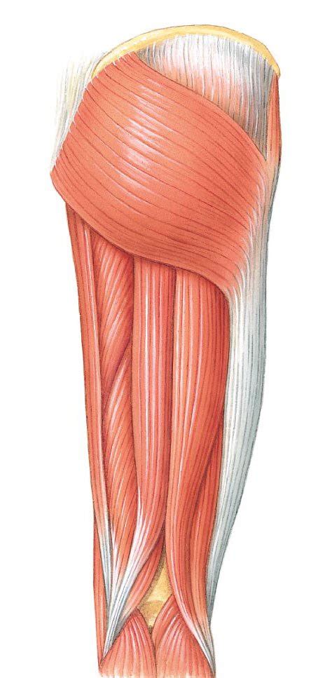 Posterior Thigh Muscle Anatomy