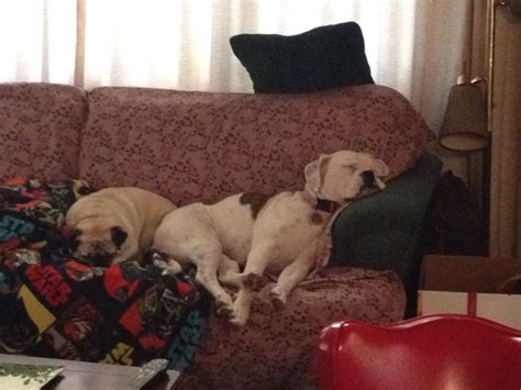 Sleeping Through Christmas Pup Animals Dogs