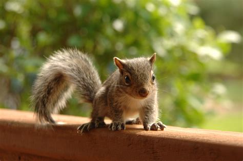 361 Cute And Funny Squirrel Names Animal Hype