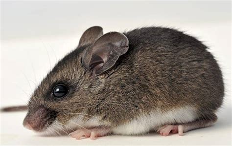 Deer Mice Facts And Identification Go Forth Pest Control