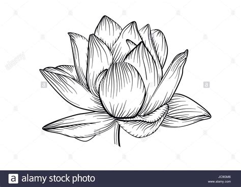Exzellenter kontrast & höchste detailtiefe. Lotus water lily vector beautiful flower line, black and ...