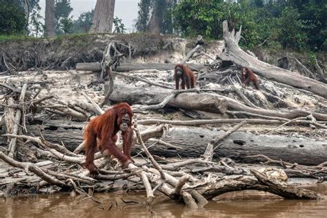 How Does Habitat Loss Pose A Threat To The Ecosystem