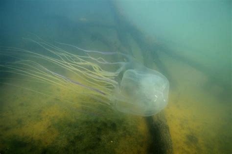 Designing An Antidote For Worlds Most Venomous Jellyfish