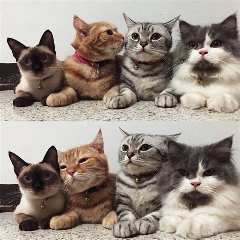 Best Friends Forever😹🌹 Catloversmag Cute Cats Baby Cats Funny Animals