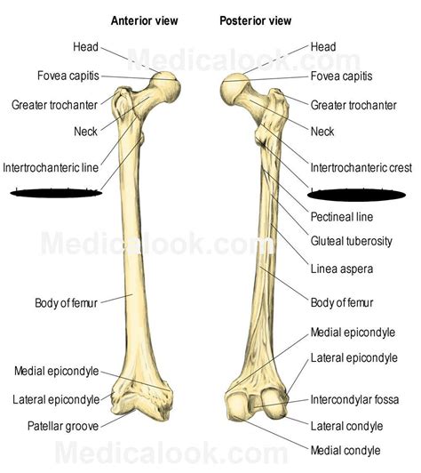 A medial continuous with the lower border. Femur - Anatomy & Physiology 251 with Bruder at ...
