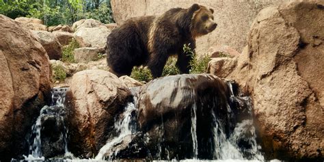 Do Grizzly Bears Still Live In Colorado