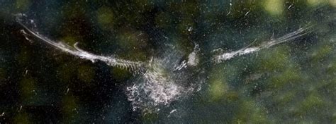 birds flying into windows truths about birds and glass collisions from abc experts 2022