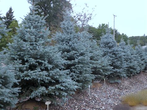 Fat Albert Blue Spruce Knechts Nurseries And Landscaping