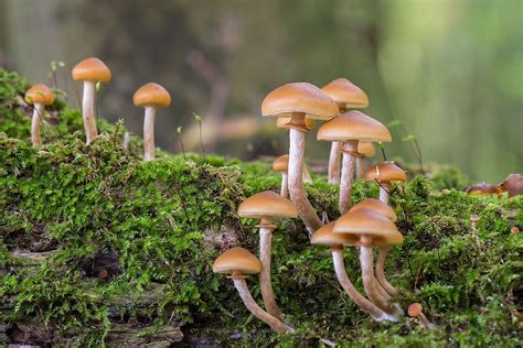 Edible Mushroom Types