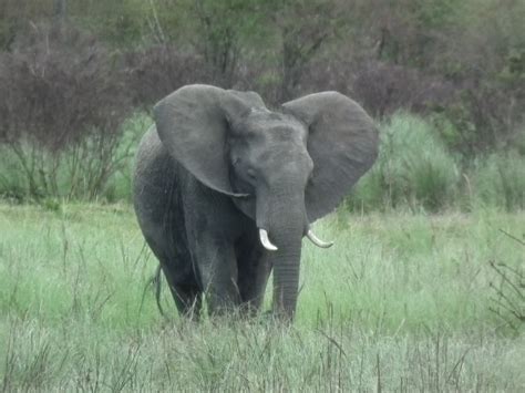 Elephant On Savvana Catholic Concern For Animals