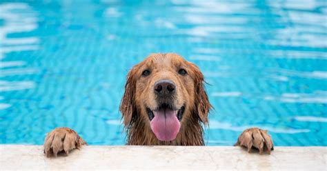 Do Golden Retrievers Naturally Know How Do You Swim