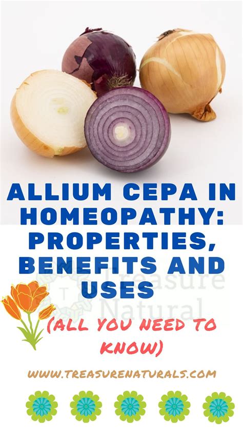 Allium Cepa In Homeopathy Properties Benefits And Uses All You Need
