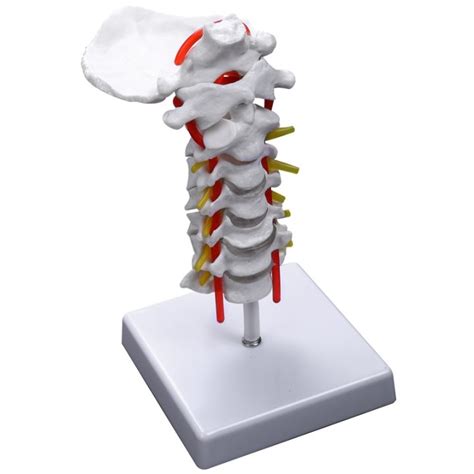 Cervical Vertebra Arteria Spine Spinal Nerves Anatomical Model Anatomy