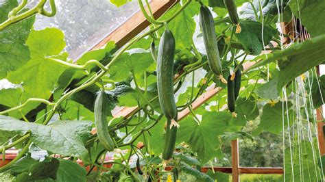 Cucumber Companion Planting What To Grow With Cucumbers Homes Gardens