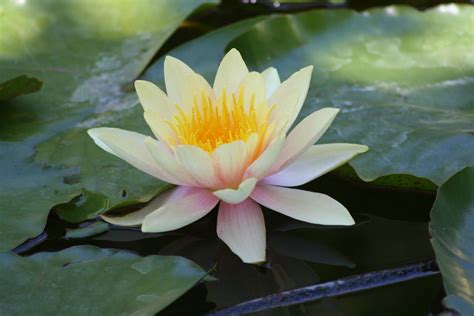 Yellow Water Lily 1 Free Photo Download Freeimages
