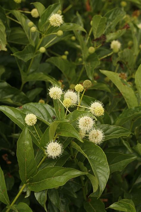 Sugar Shack Buttonbush Cephalanthus Occidentalis Plants Easy