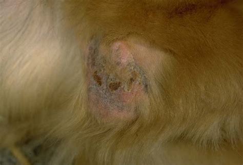 Skin Deep Pyoderma In Dogs Canis Vetlexicon