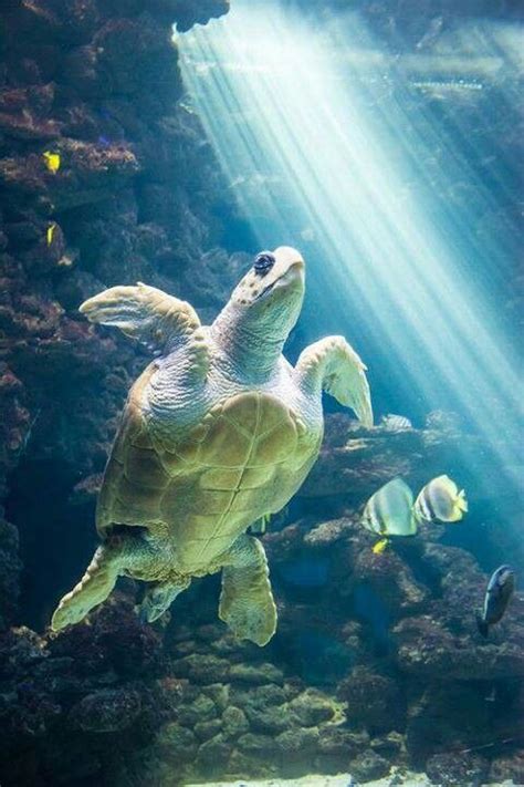 Amazing Sea Life Turtle Ocean Creatures Sea Turtle