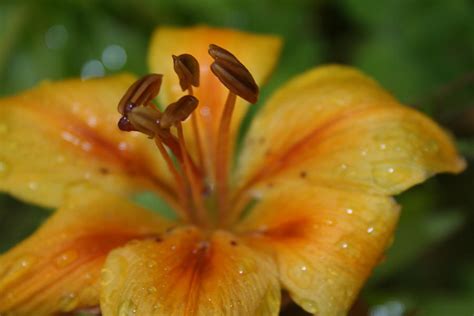 Yellow Flower With Water Droplets Photograph By Jamie Rose Fine Art