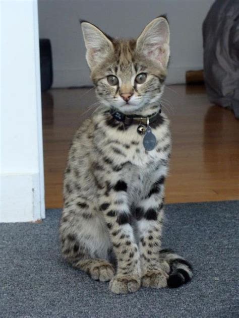 If you want to keep this animal, make sure to consider this factor. 139 best images about ASHERA & SAVANNAH CATS on Pinterest