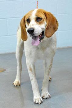 Noted for their fantastic sense of smell and a strong tracking instinct they have been used as detecting dogs by many agencies. Lemon Male Mini Pocket Beagle Puppy | oh those beagle ...