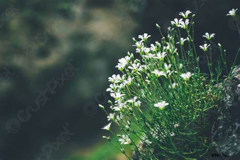 Beautiful Background Of Little White Flowers Stock Photo Crushpixel
