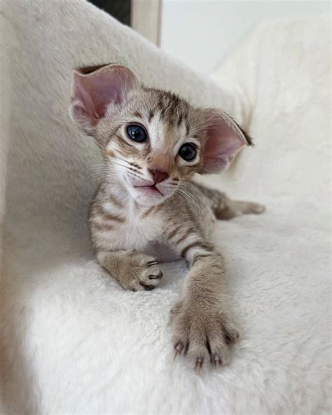 Oriental Oriental Shorthair Kittens Cats For Sale Price