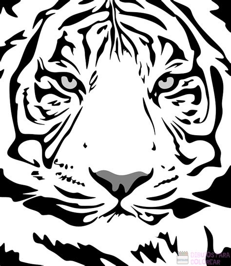 Tigre Blanco Para Colorear