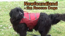 Newfoundland - the Rescue Dogs - YouTube