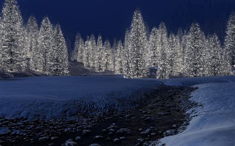 Winter Wonderland Snowy Winter Scenes And Christmas Trees Winter