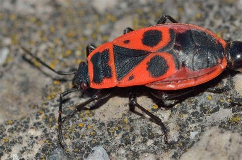 Termite pest control free spider lincoln nebraska spiders halloween decorations the neighbourhood decorating decoration spider. News Archives I ABC Termite & Pest Control I Omaha, NE ...