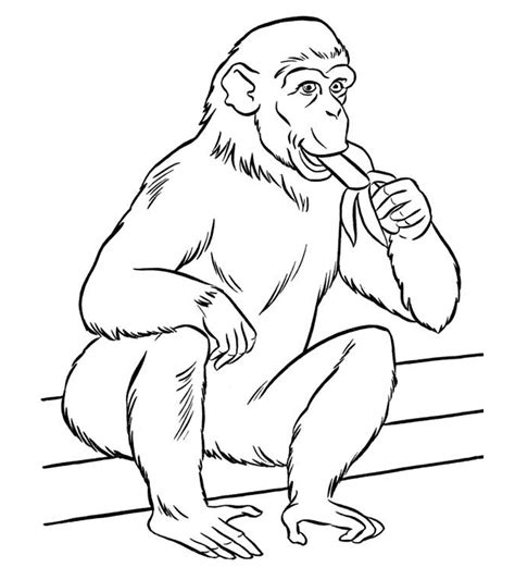 Easy Zoo Animals Coloring Pages