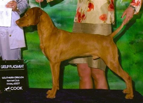 Bred to follow the magyar hunters on horse back, they have an amazing stamina and require a great amount of exercise and play. Vizsla Stud Dog Registry @ JCW, USA State - Oregon, Vizslas, Vizsla Stud Dogs! OFA Passing Hip ...