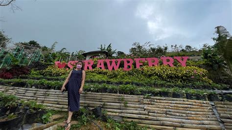 Strawberry Eco Farm Experience In Cebu Fyp Travel Cebu Weekend