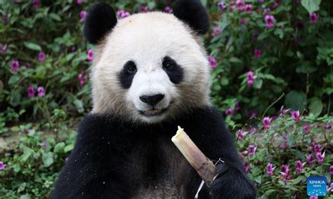 Giant Pandas Arrive In Doha A Testament To Deep China Qatar Ties