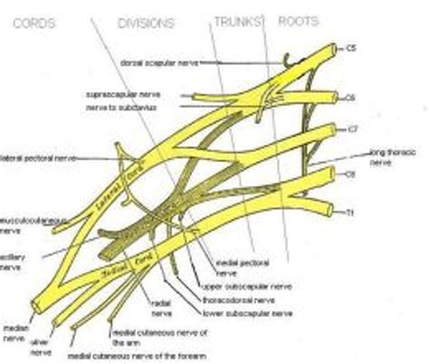 Brachial Plexus Injury Causes Symptoms And Treatments Ebook By