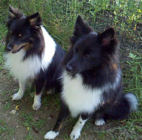 Puppyfinder.com is your source for finding an ideal poshies puppy for sale in usa. Poshie (Sheltie Pomeranian Mix) - Info, Temp, Training ...
