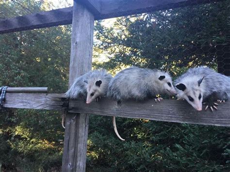 Some people eat them in south texas, but it greatly avoided because of the difficulty skinning them. 1000+ images about Pogo, the Possum, and his cousins! on ...