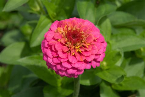 How To Plant And Care For Zinnia Flowers