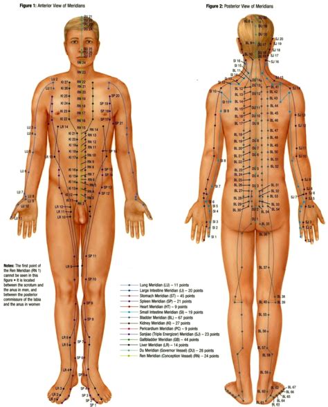 Free Pressure Point Chart Pdf 2181kb 1 Pages