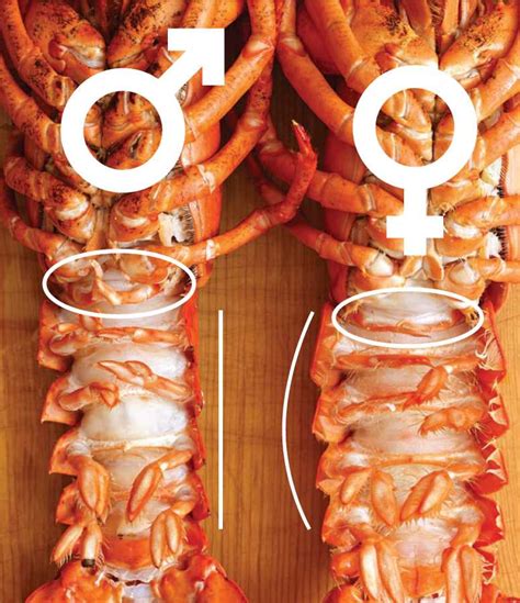 male lobster vs female bricks chicago