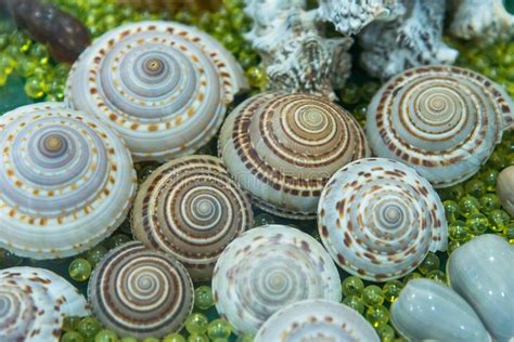 Image Of Seashell Collection Many Different Shells Stock Photo